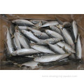 Landfrozen Horse Mackerel Trachurus Japonicus 16-20cm